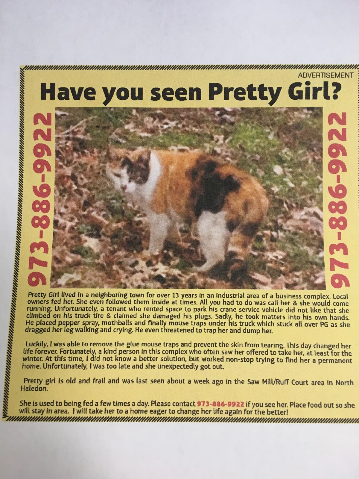 Lost cat in Haledon, NJ, 7508