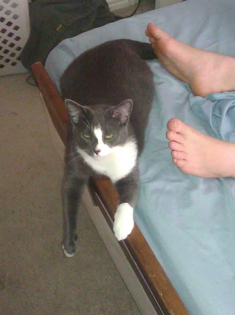 Lost cat in Plano, TX, 75025