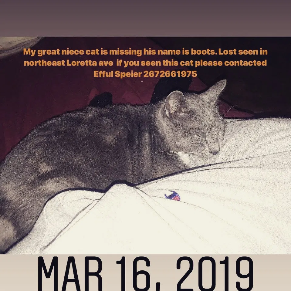 Lost cat in Philadelphia, PA, 19111