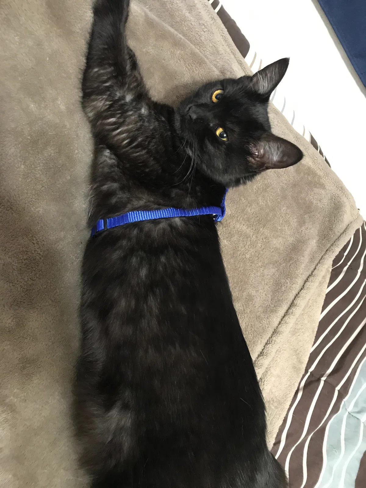 Lost cat in San Diego, CA, 92115