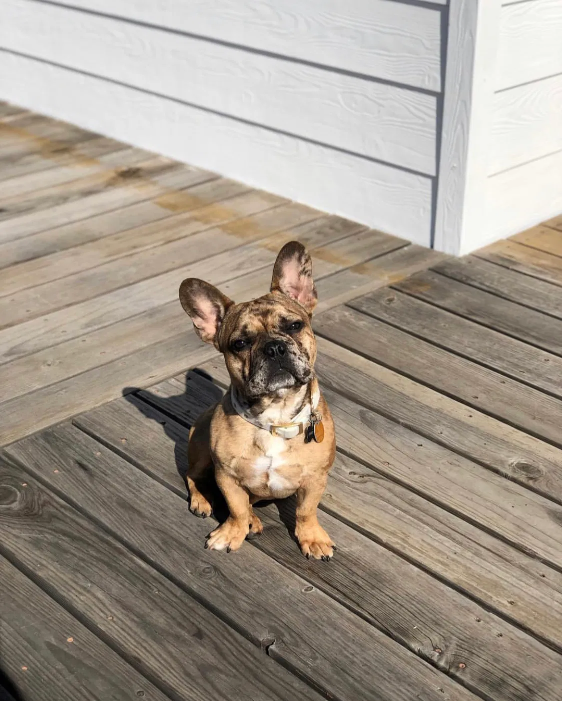 Lost dog in Clovis, CA, 93619