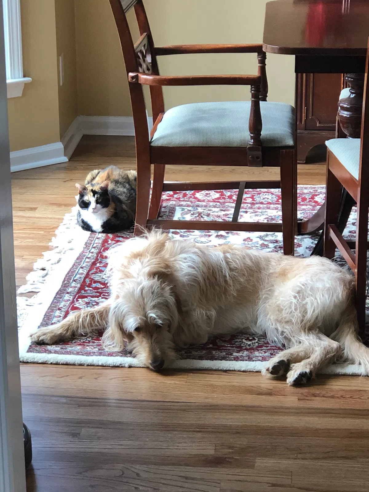 Lost cat in Woodstock, GA, 30189