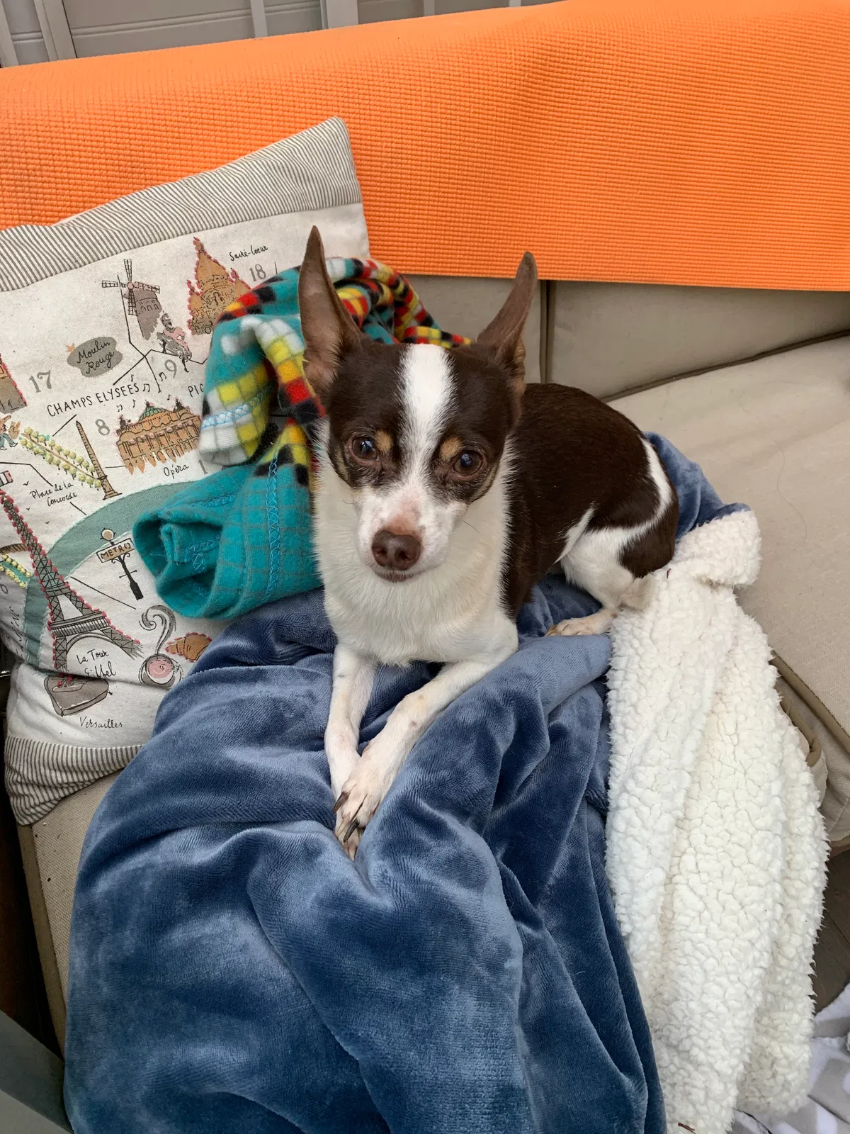 Found dog in Unknown, GA, 0