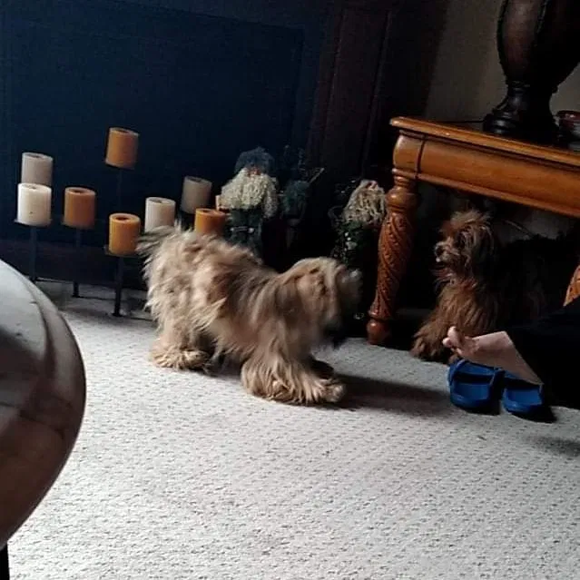 Lost dog in Oregon, OH, 43616