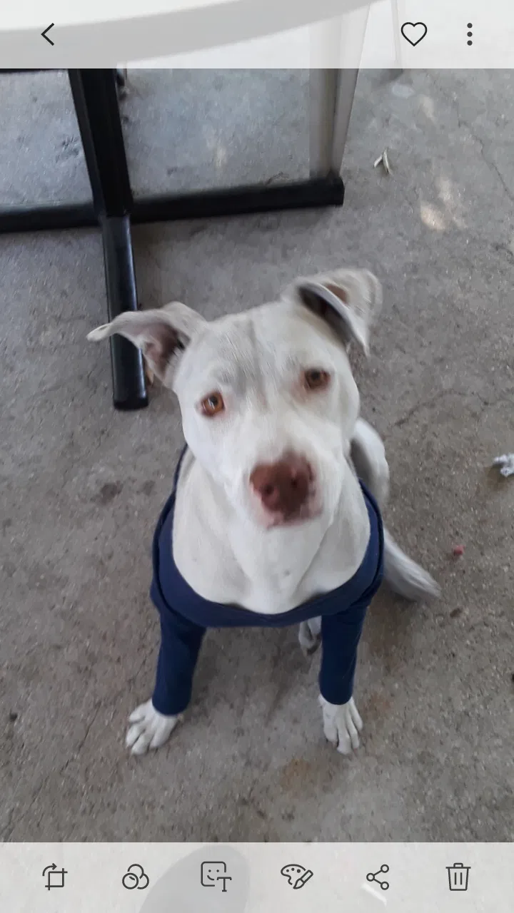 Lost dog in Hialeah, FL, 33013