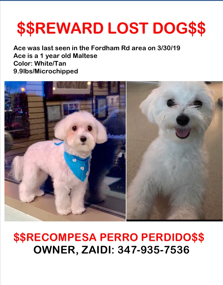 Lost dog in Bronx, NY, 10458