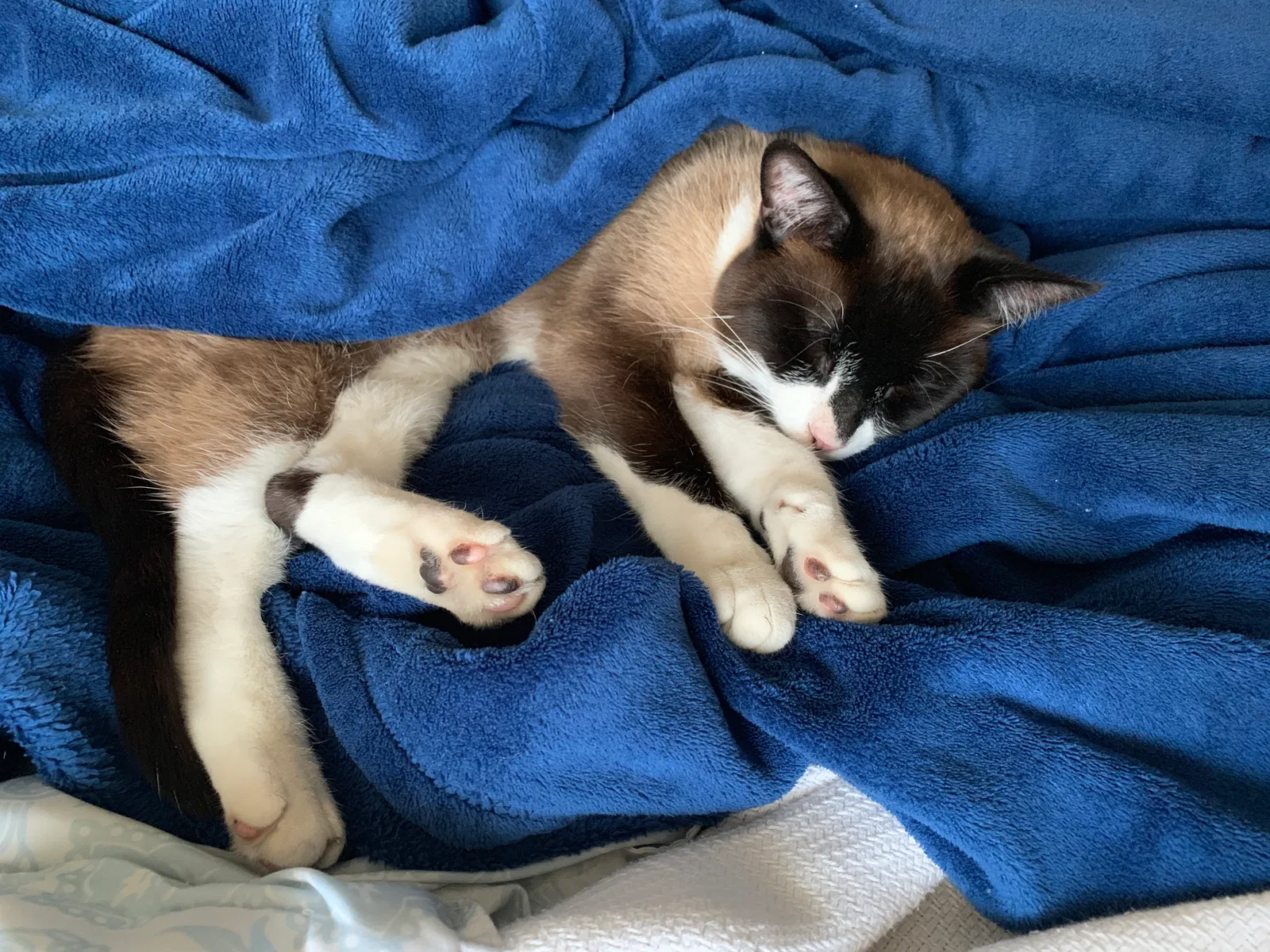 Found cat in Minneapolis, MN, 55432
