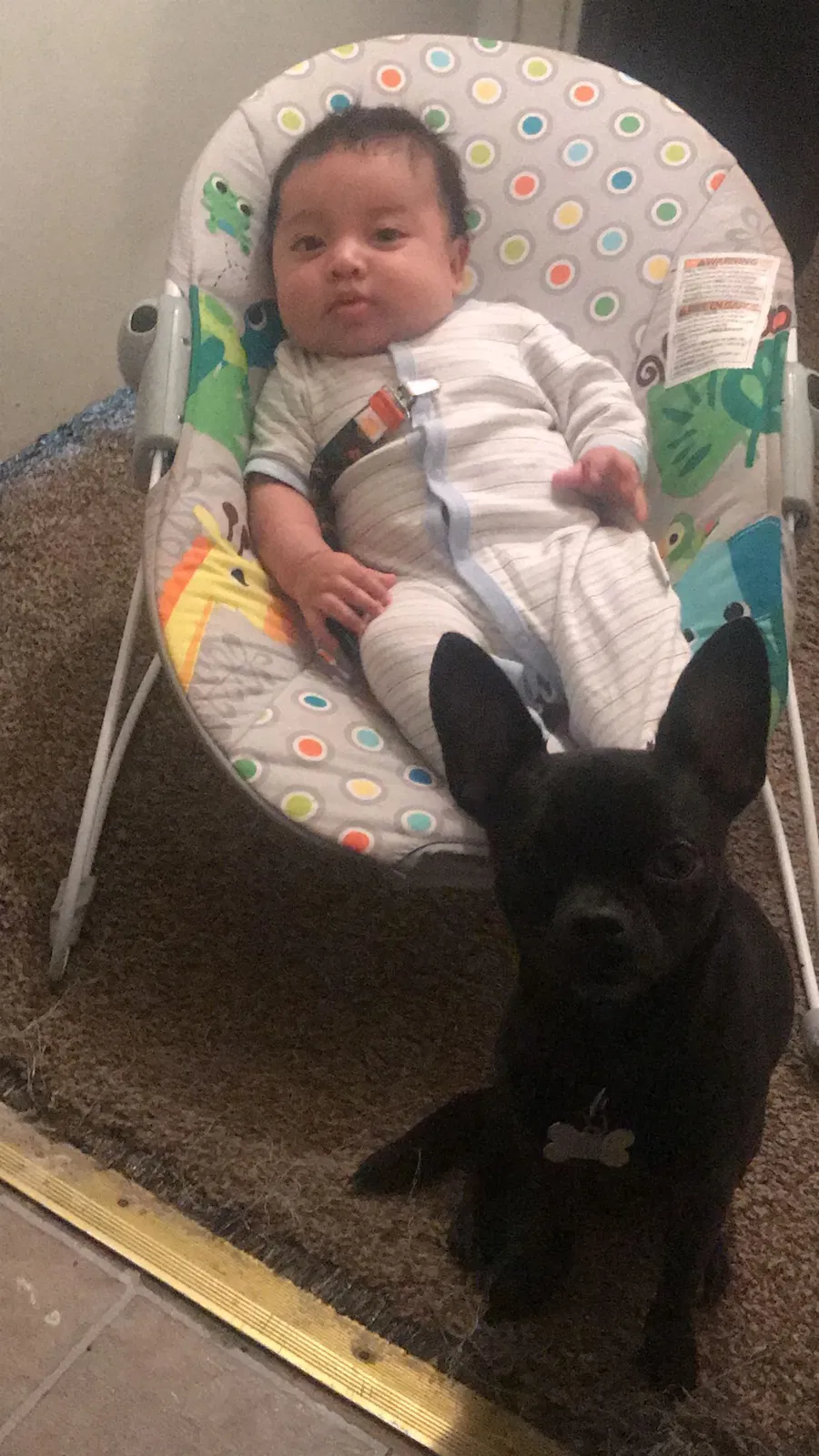 Lost dog in Wichita Falls, TX, 76309