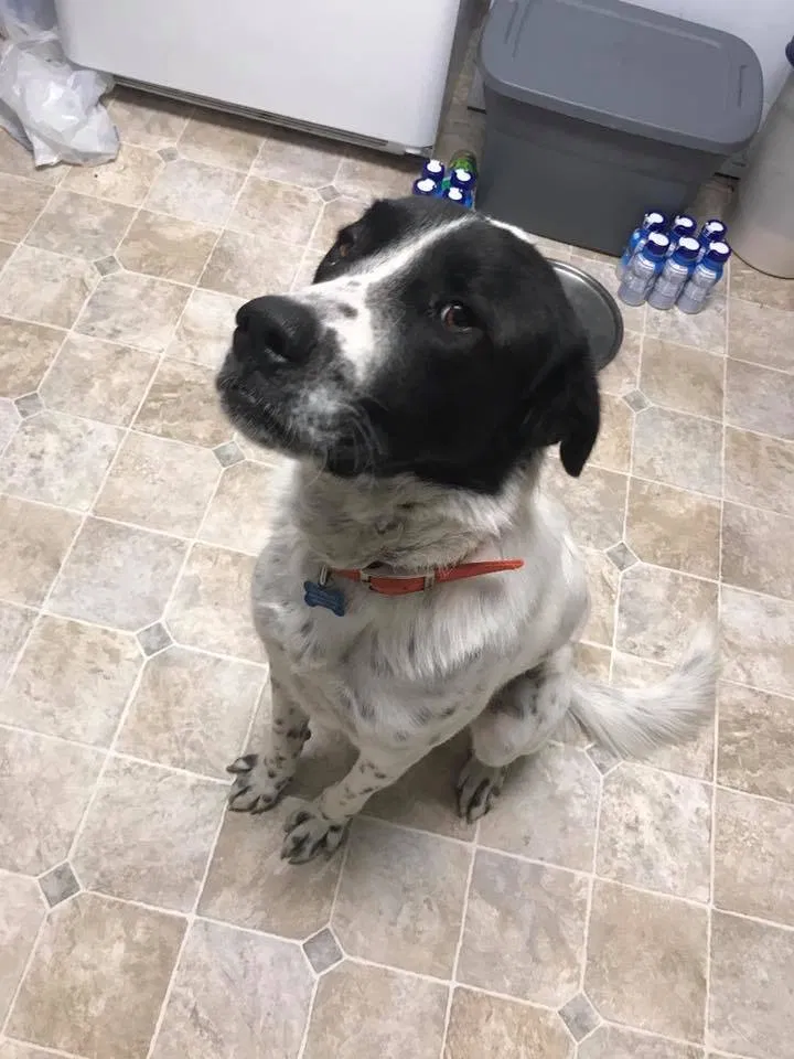 Lost dog in Branch, LA, 70516