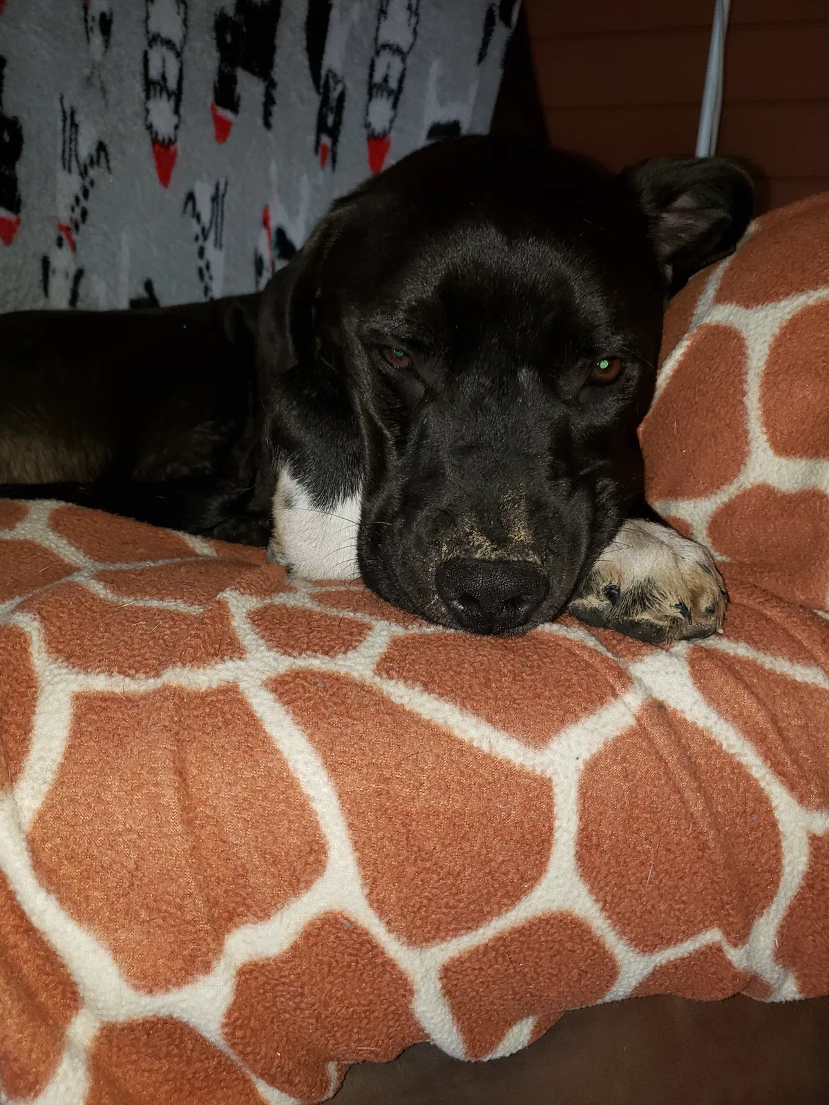 Lost dog in Morgantown, IN, 46160
