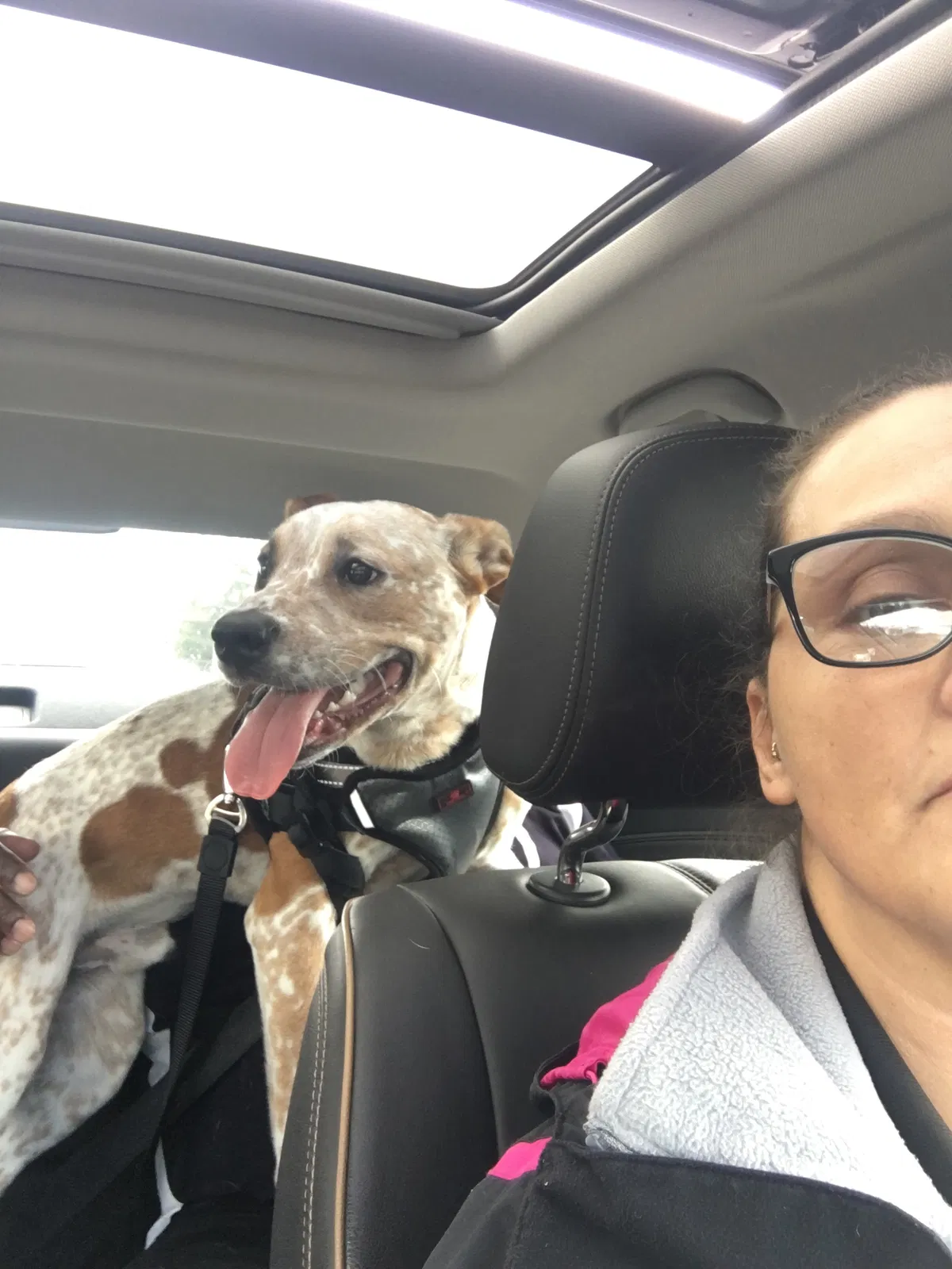 Lost dog in Tacoma, WA, 98404