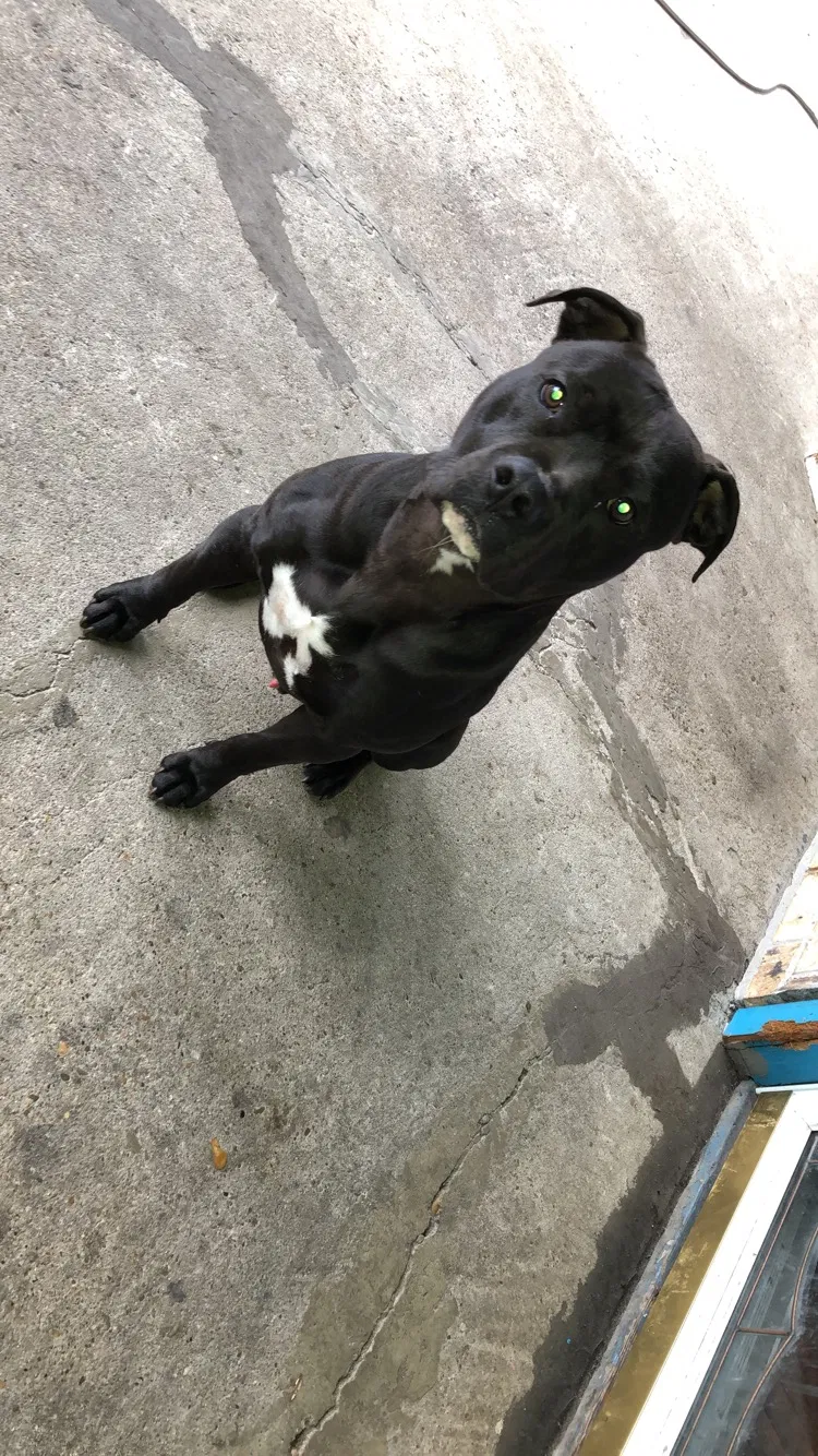 Lost dog in Corpus Christi, TX, 78415