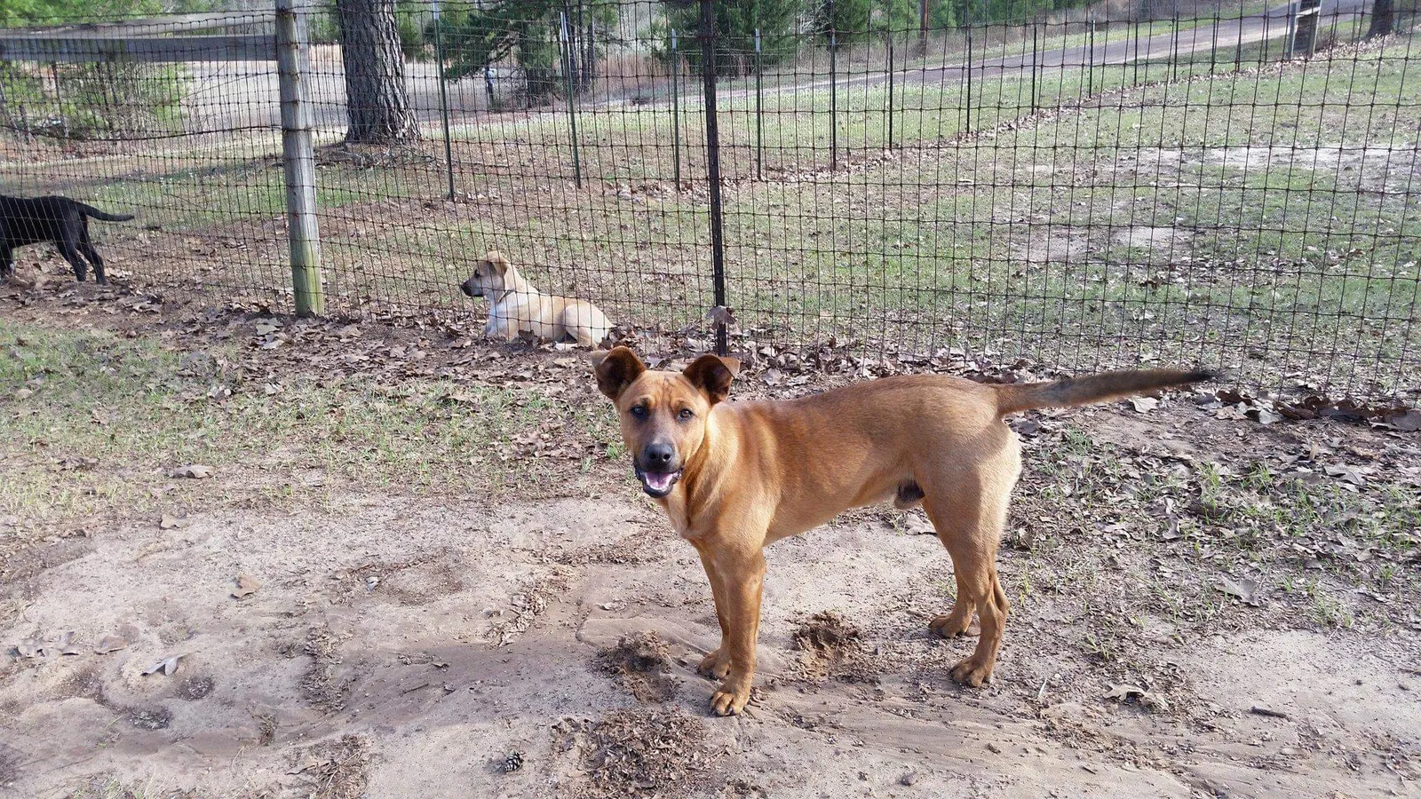 Lost dog in Big Sandy, TX, 75755