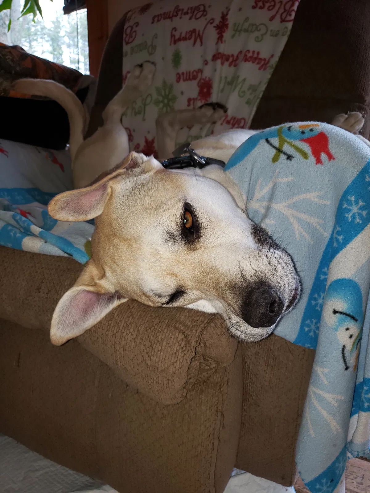 Lost dog in Morgantown, IN, 46160