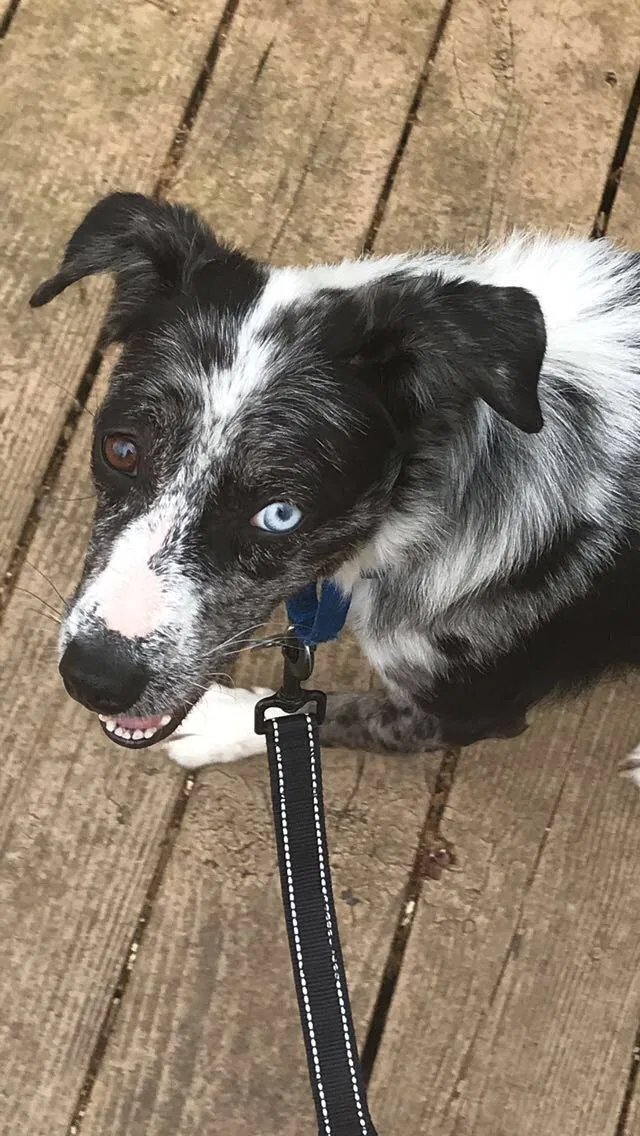Lost dog in Greenville, NC, 27858