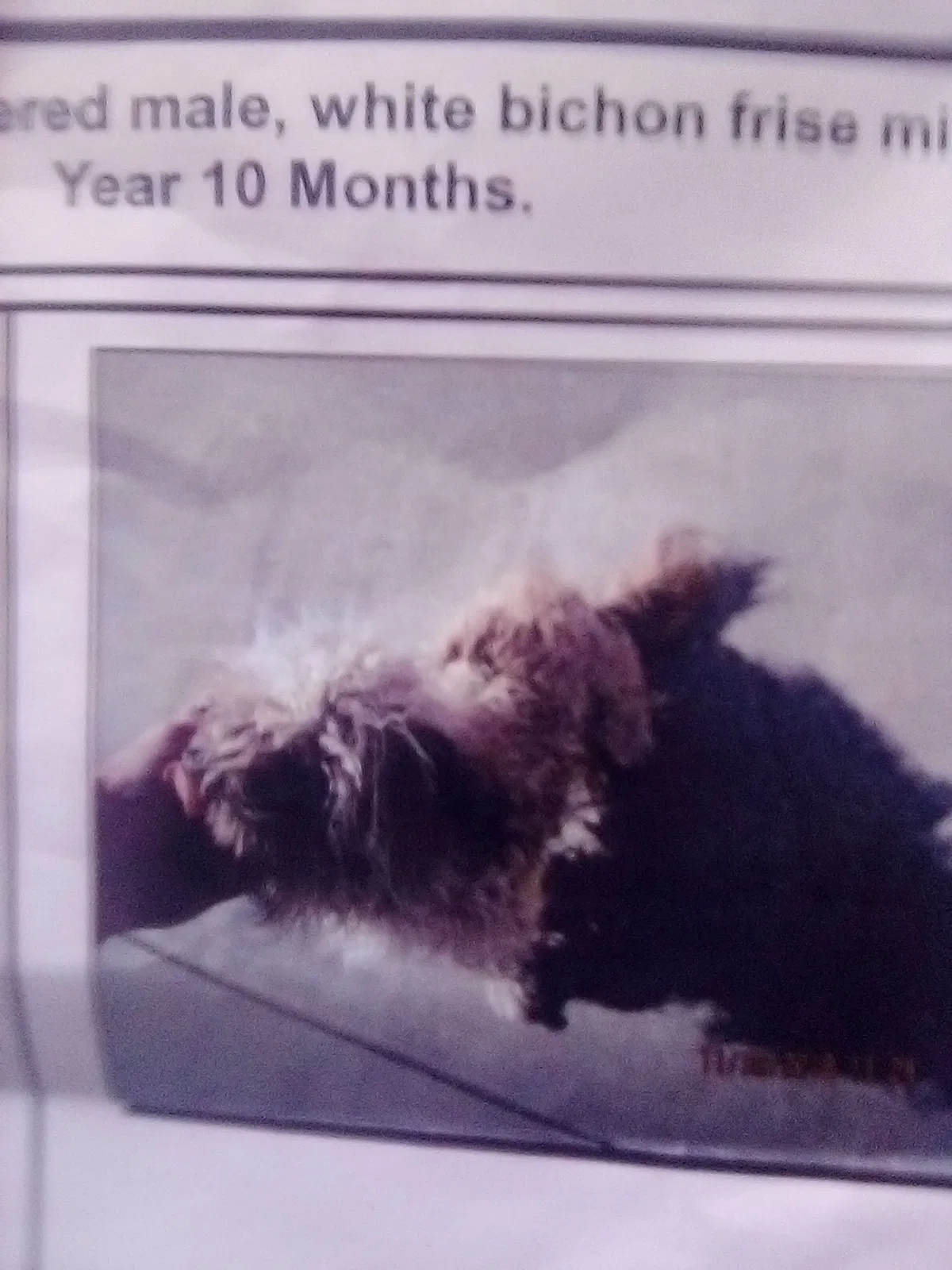 Lost dog in Stockton, CA, 95203