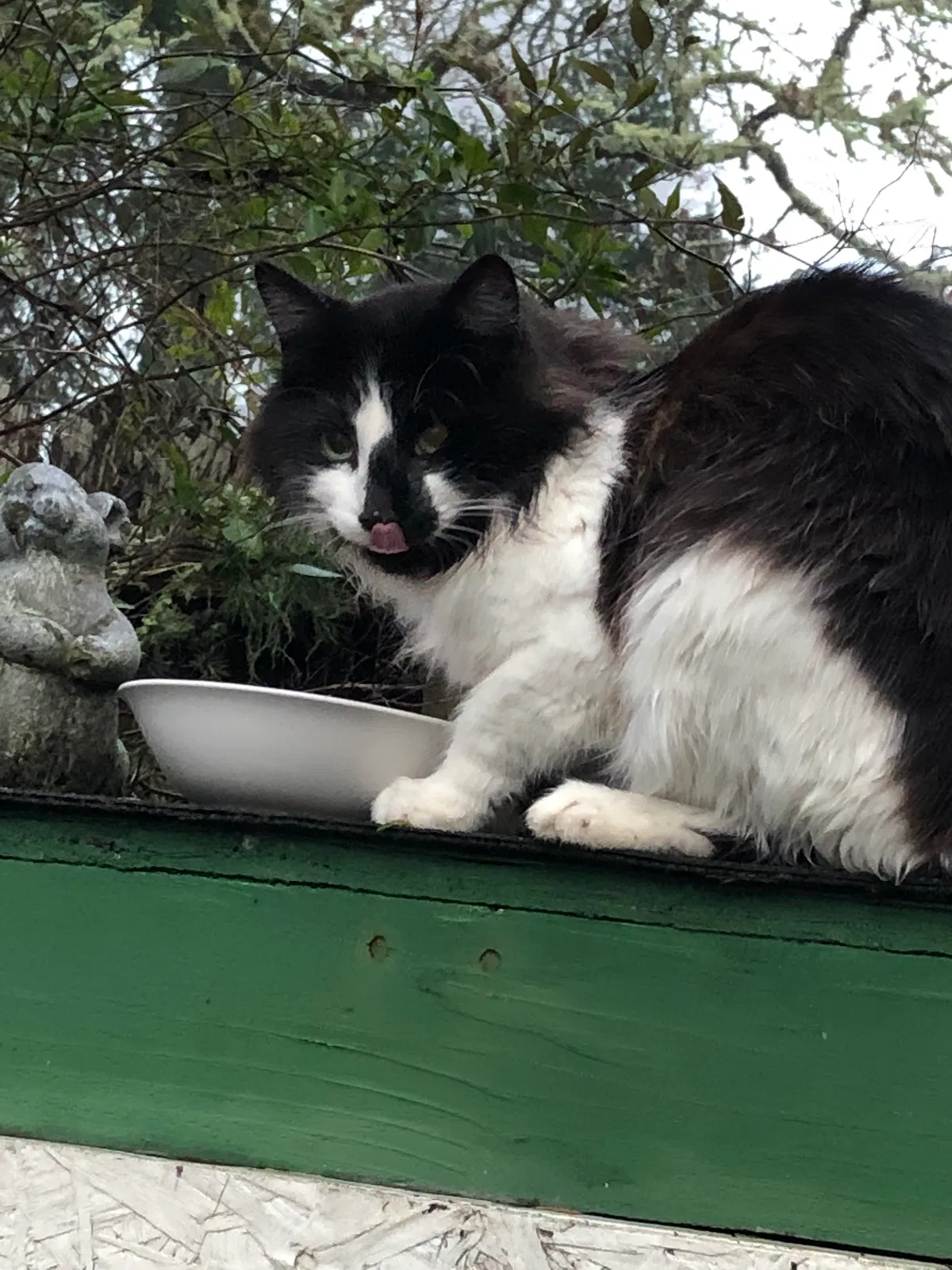 Found cat in Sebastopol, CA, 95472