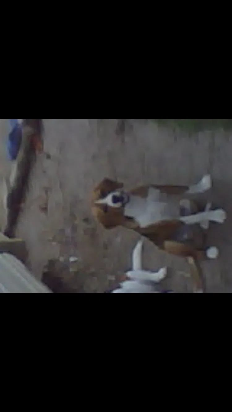 Lost dog in Port Neches, TX, 77651