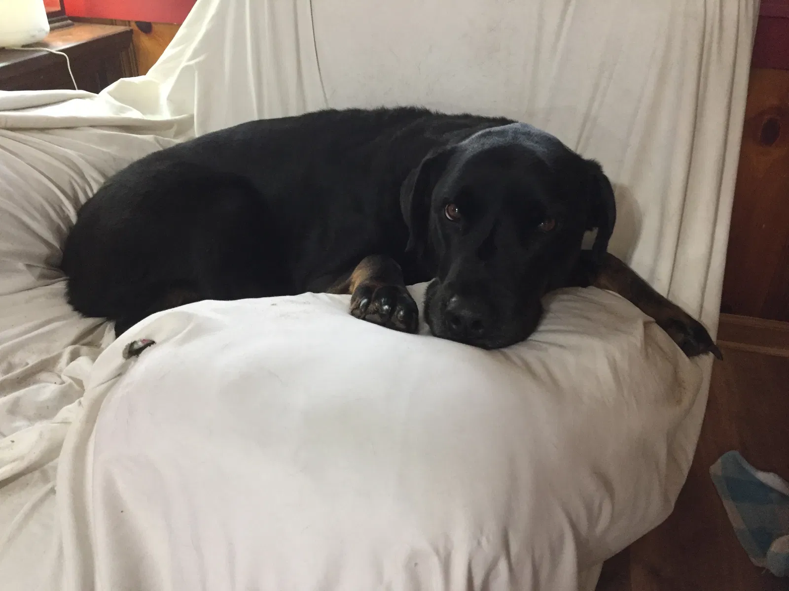 Lost dog in Cleveland, TX, 77327
