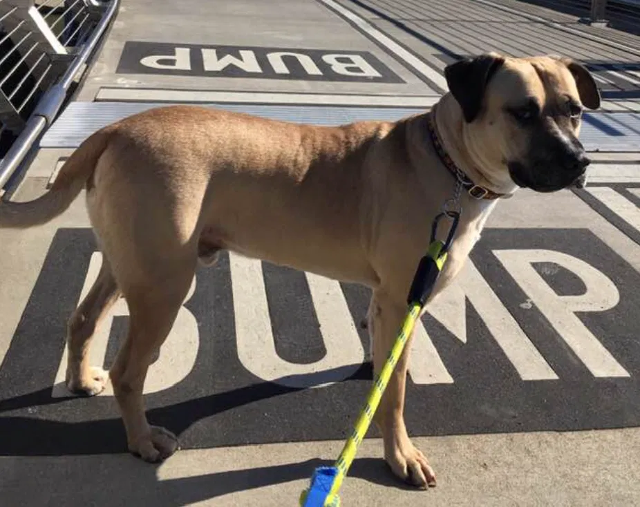 Lost dog in Portland, OR, 97230
