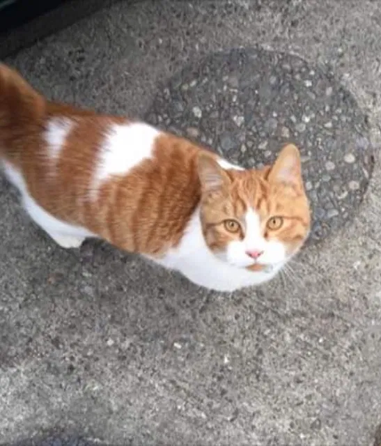 Found cat in Spokane, WA, 99208