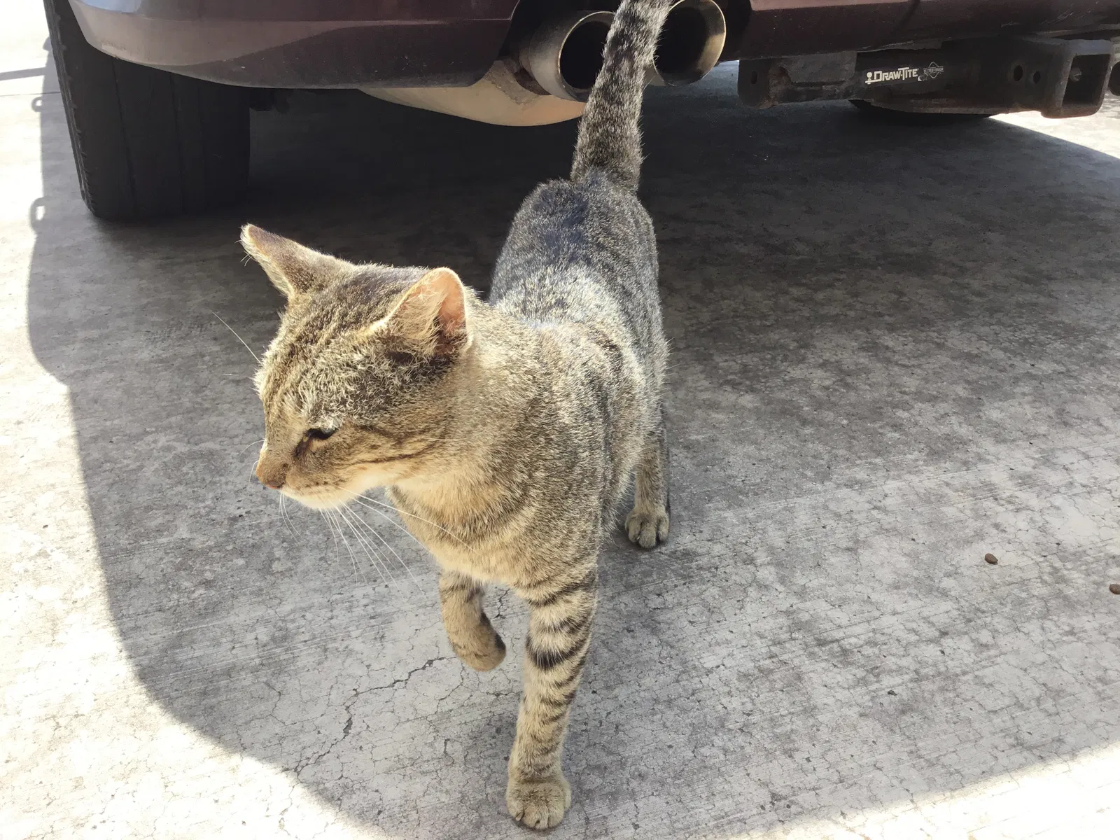 Found cat in Mission, TX, 78574