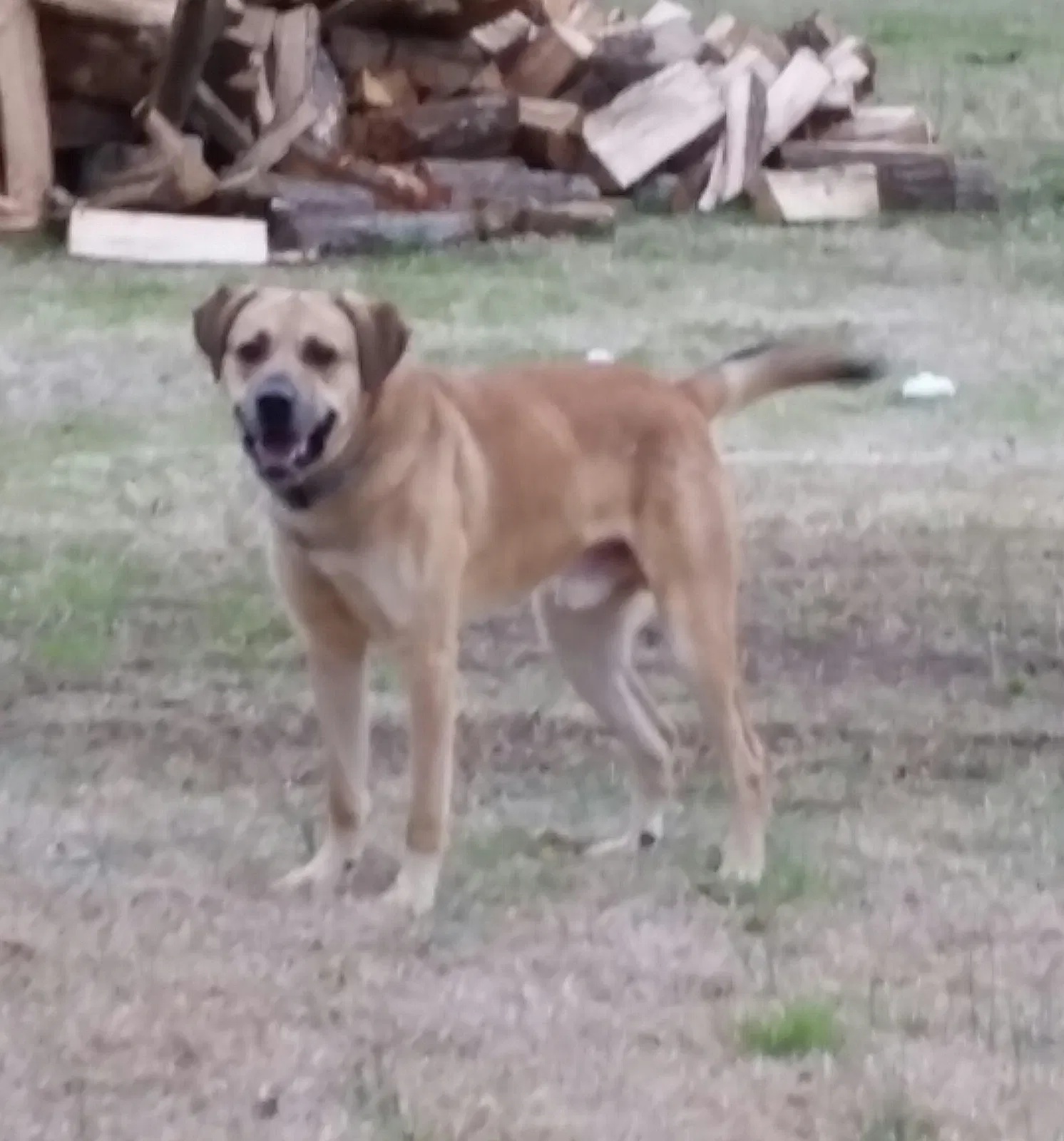 Found dog in Coats, NC, 27521