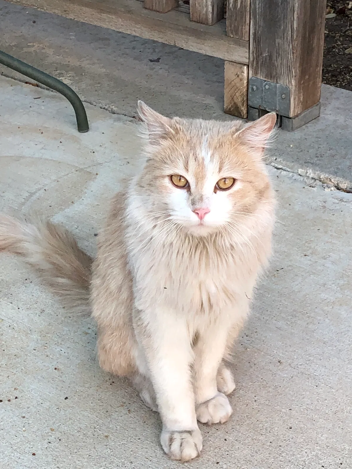 Found cat in Odessa, TX, 79761