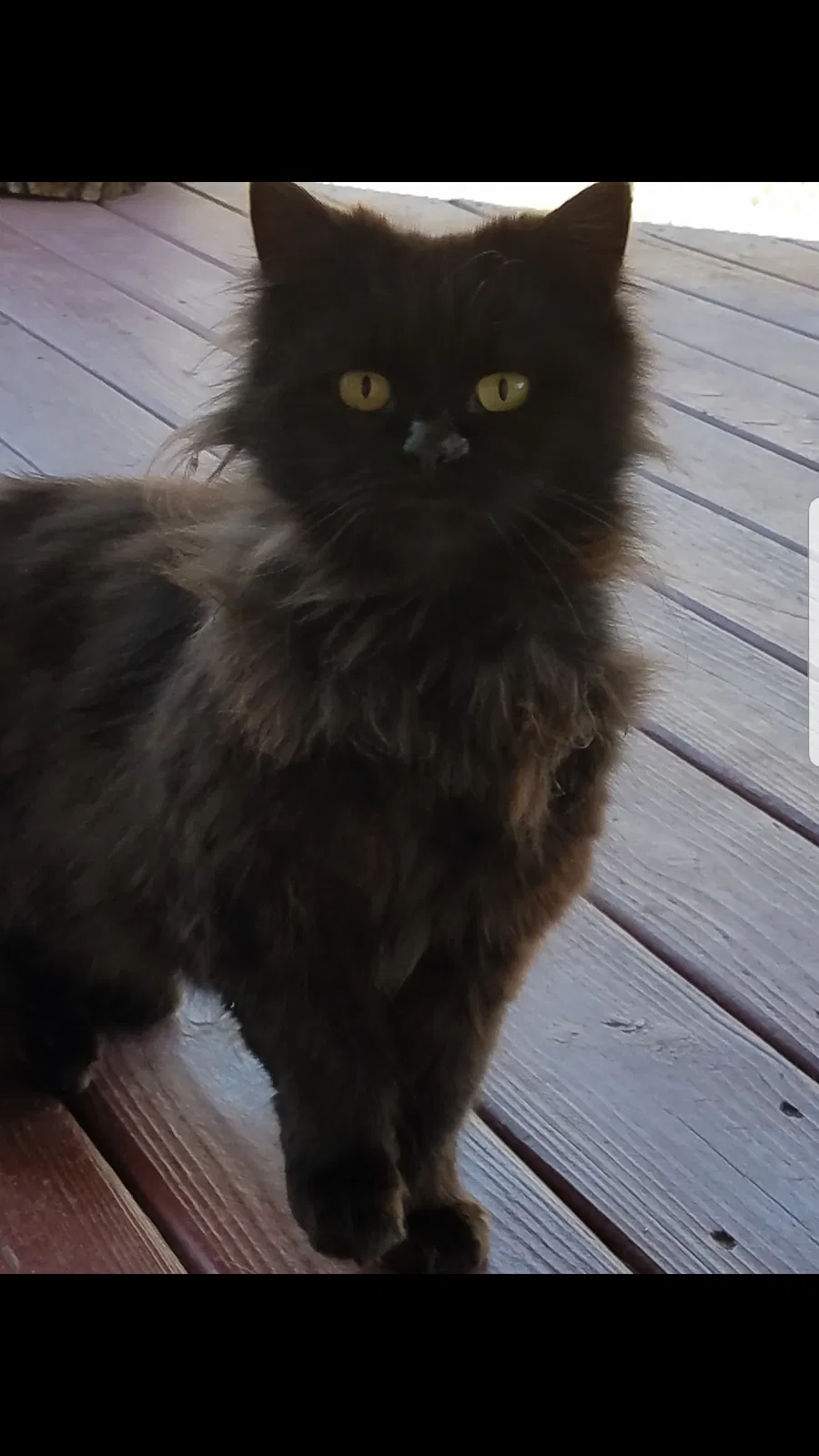 Found cat in Felton, DE, 19943