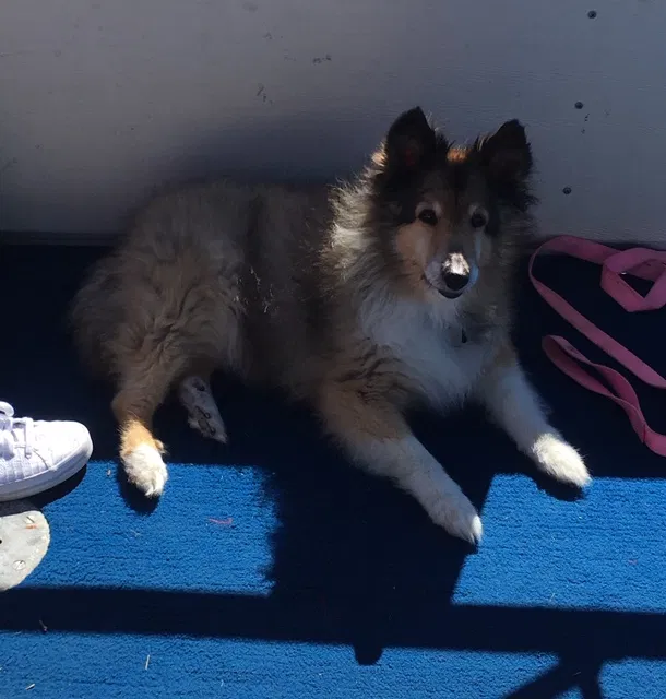 Lost dog in Indianapolis, IN, 46234