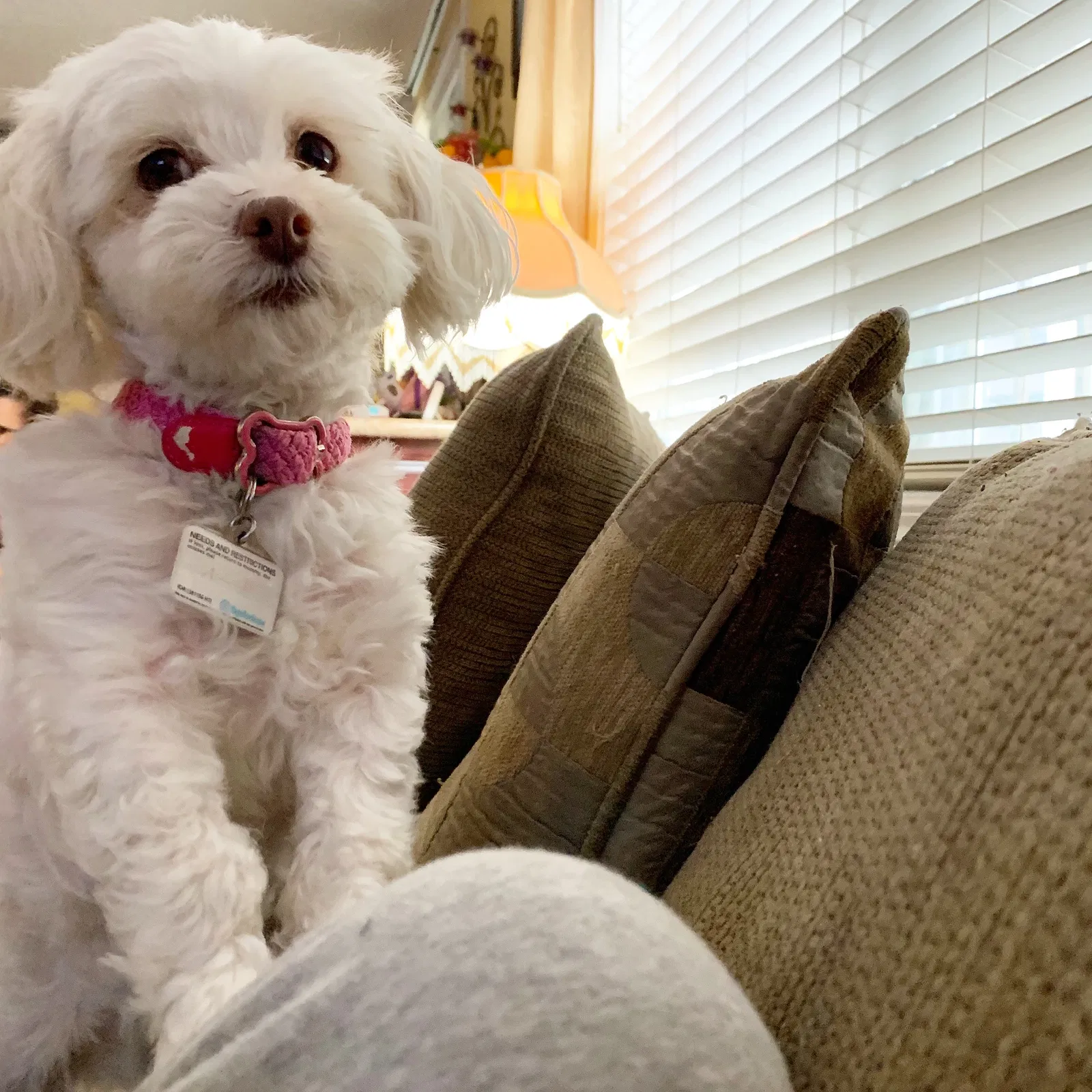 Lost dog in Pittsburg, CA, 94565