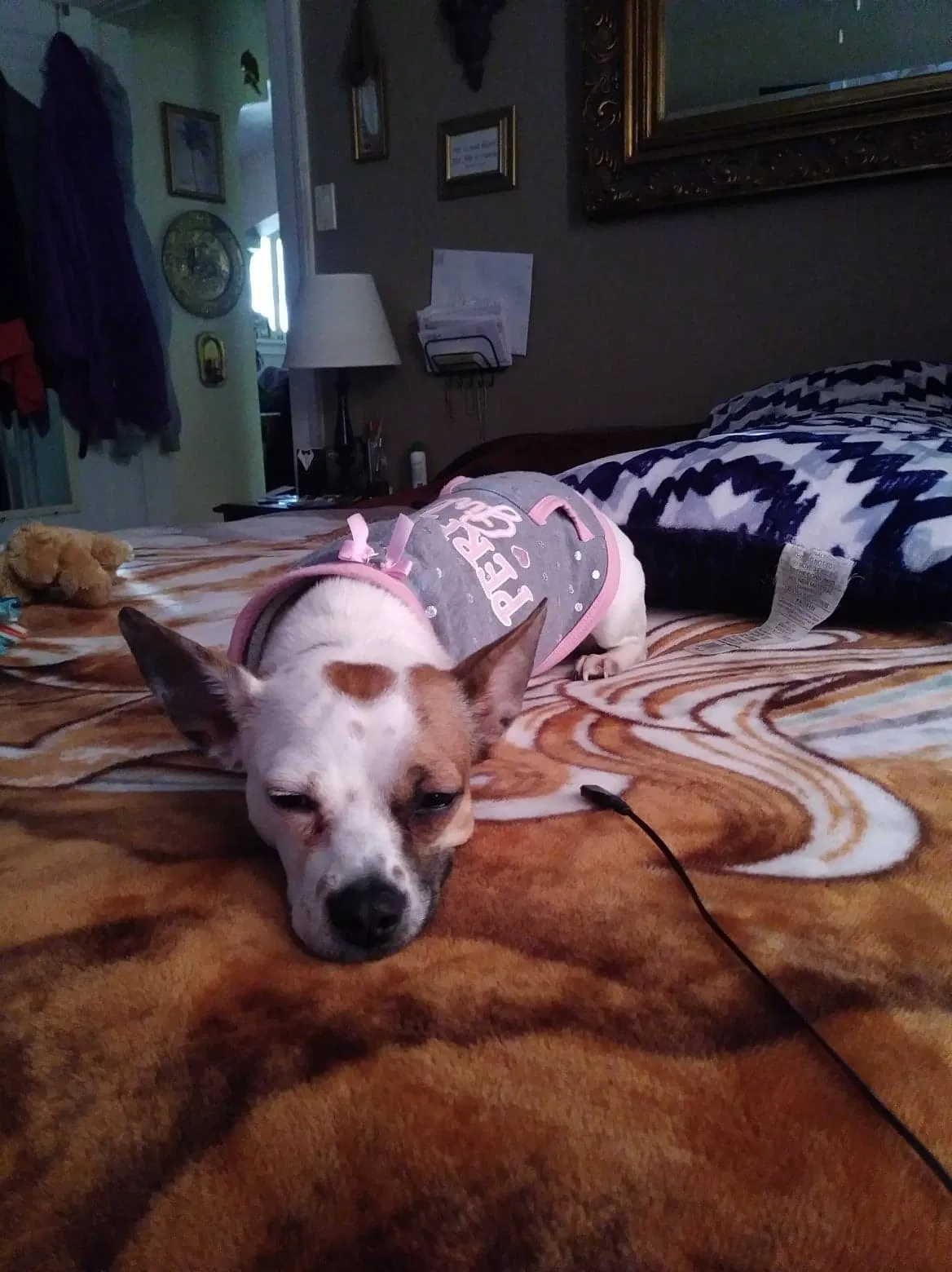 Lost dog in Saint Louis, MO, 63147