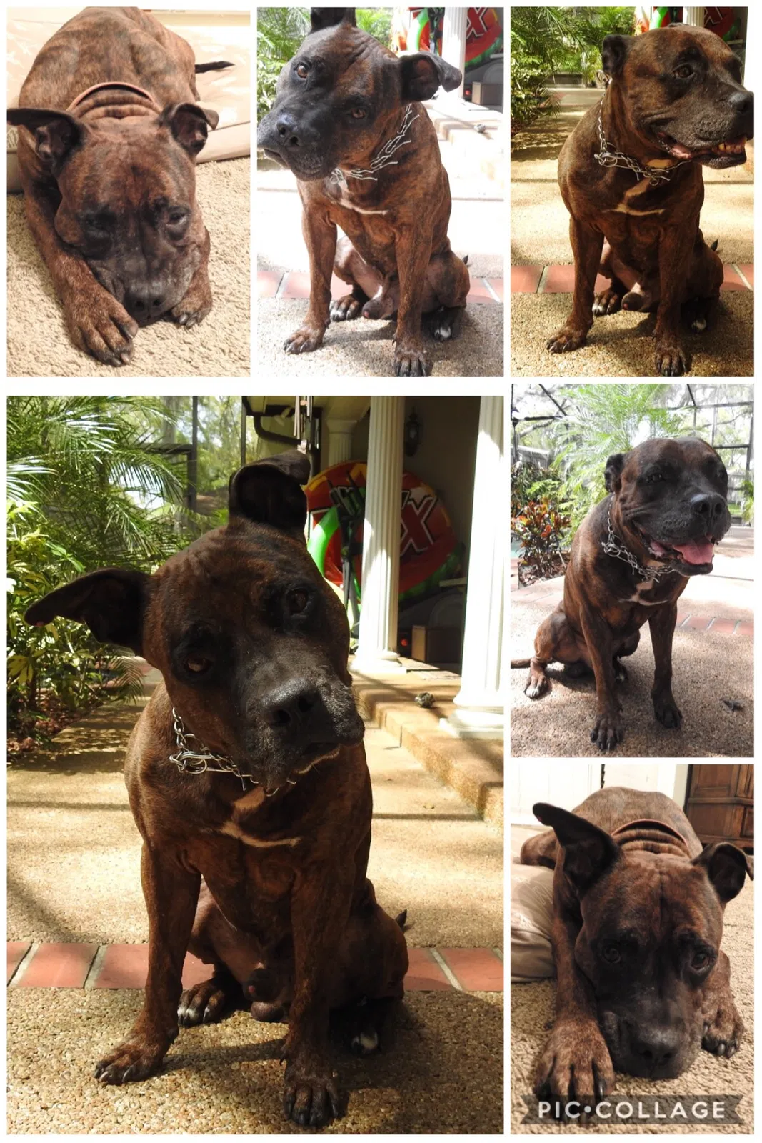 Found dog in Oviedo, FL, 32765