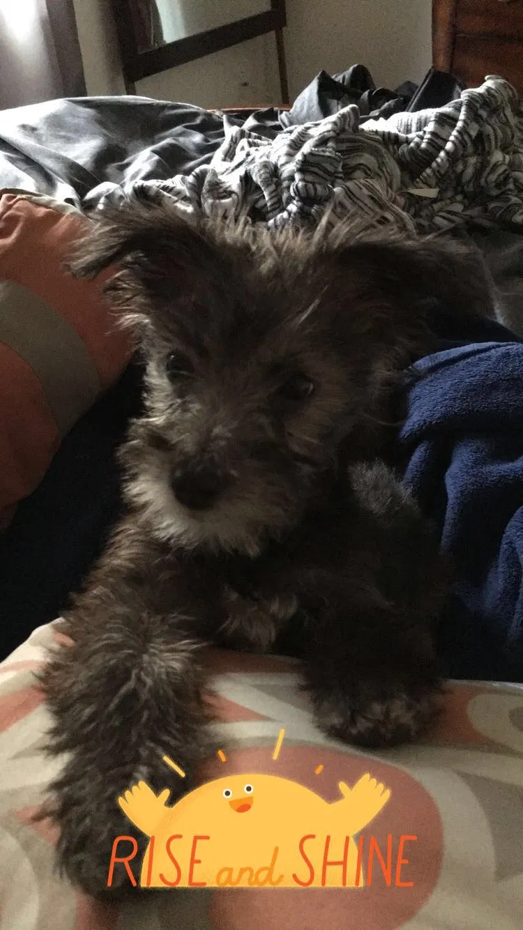 Lost dog in El Paso, TX, 79936