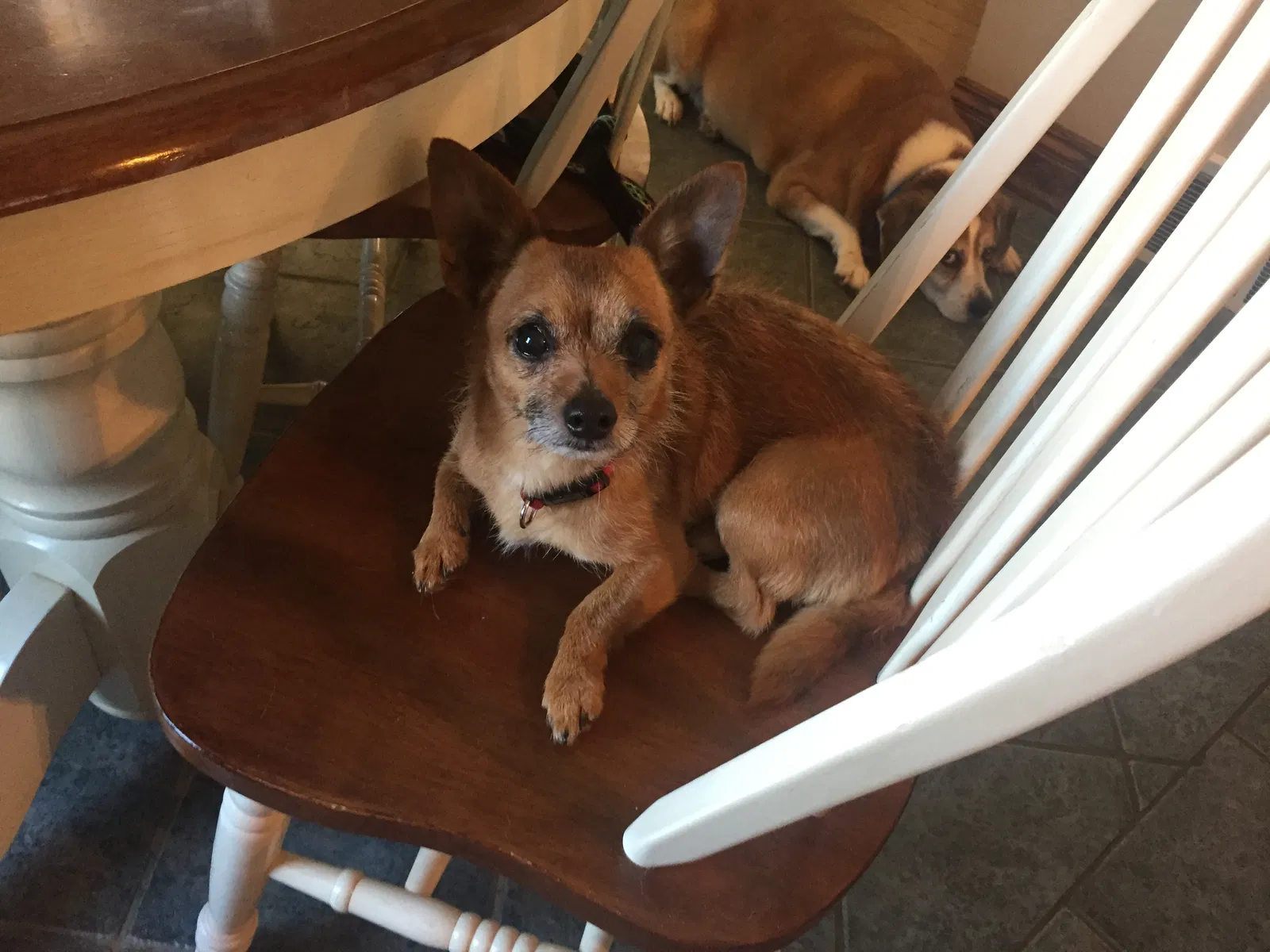 Found dog in Slippery Rock, PA, 16057