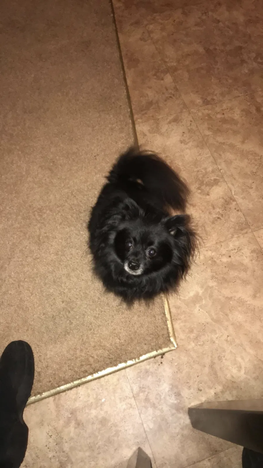 Found dog in Winston Salem, NC, 27106