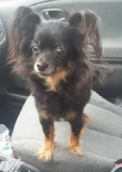 Lost dog in Uniontown, PA, 15401