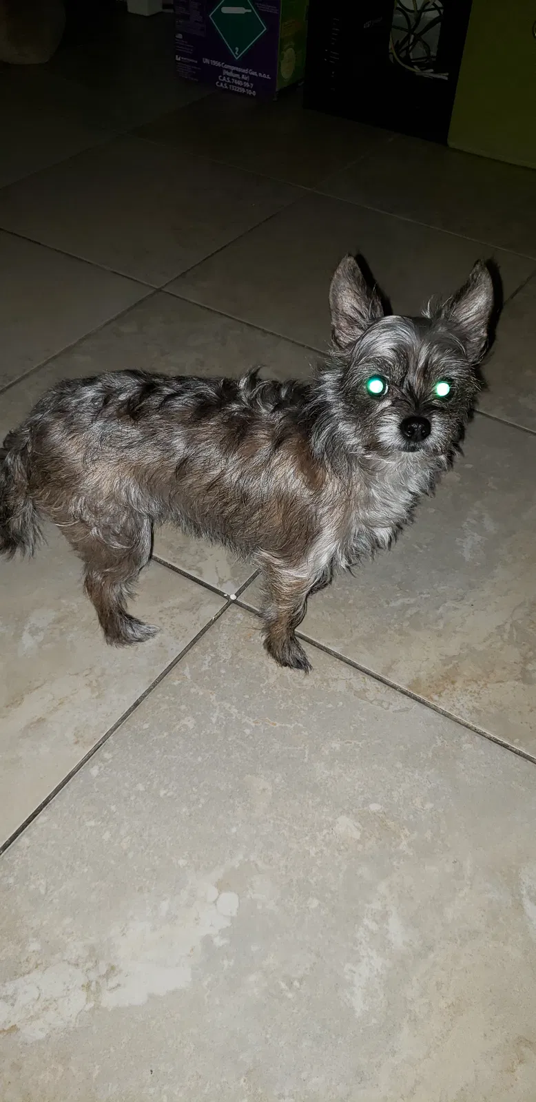 Lost dog in Pompano Beach, FL, 33065