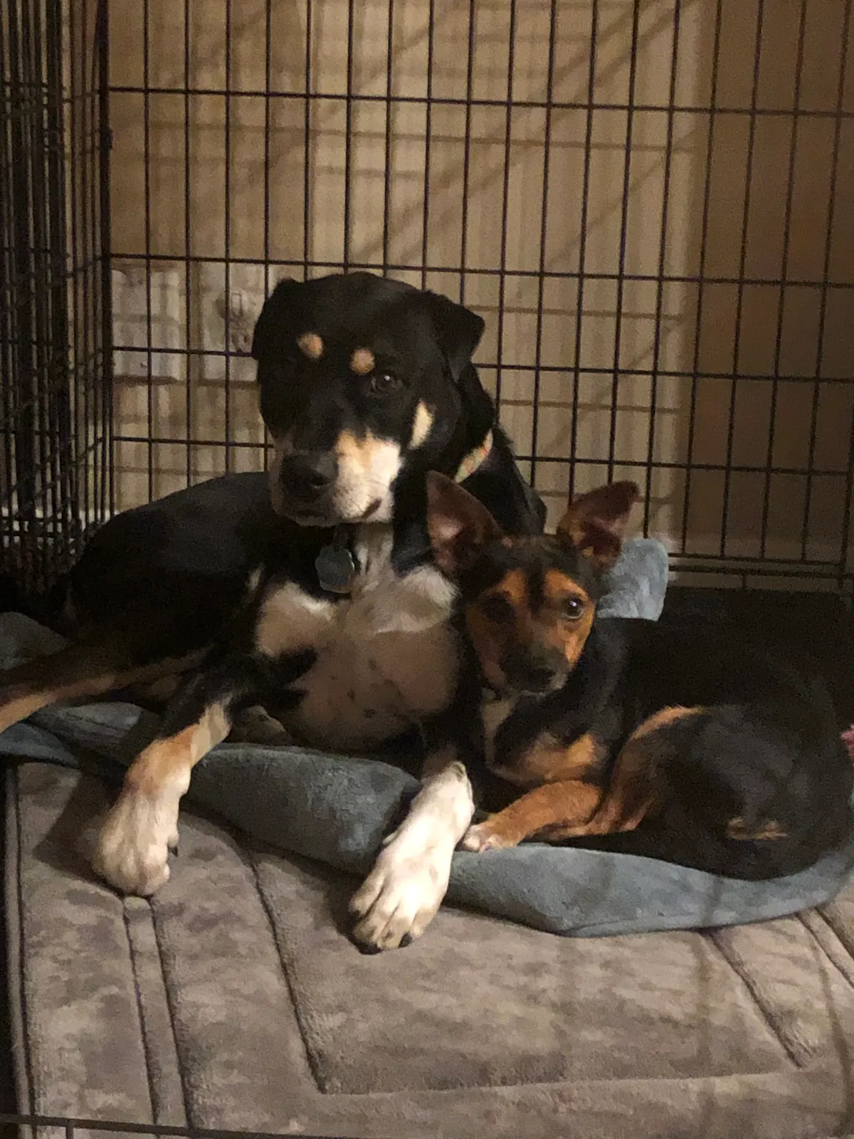 Lost dog in Houston, TX, 77065