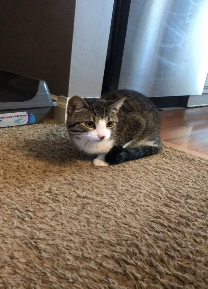 Found cat in Green Bay, WI, 54304