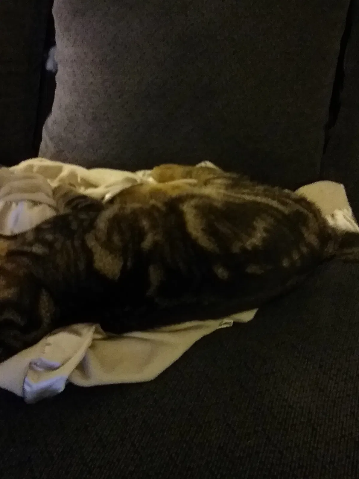 Found cat in Kingwood, TX, 77339