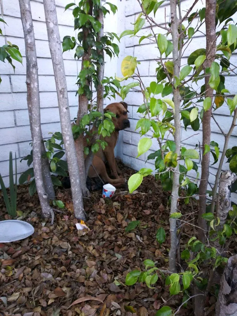 Found dog in Fort Lauderdale, FL, 33309