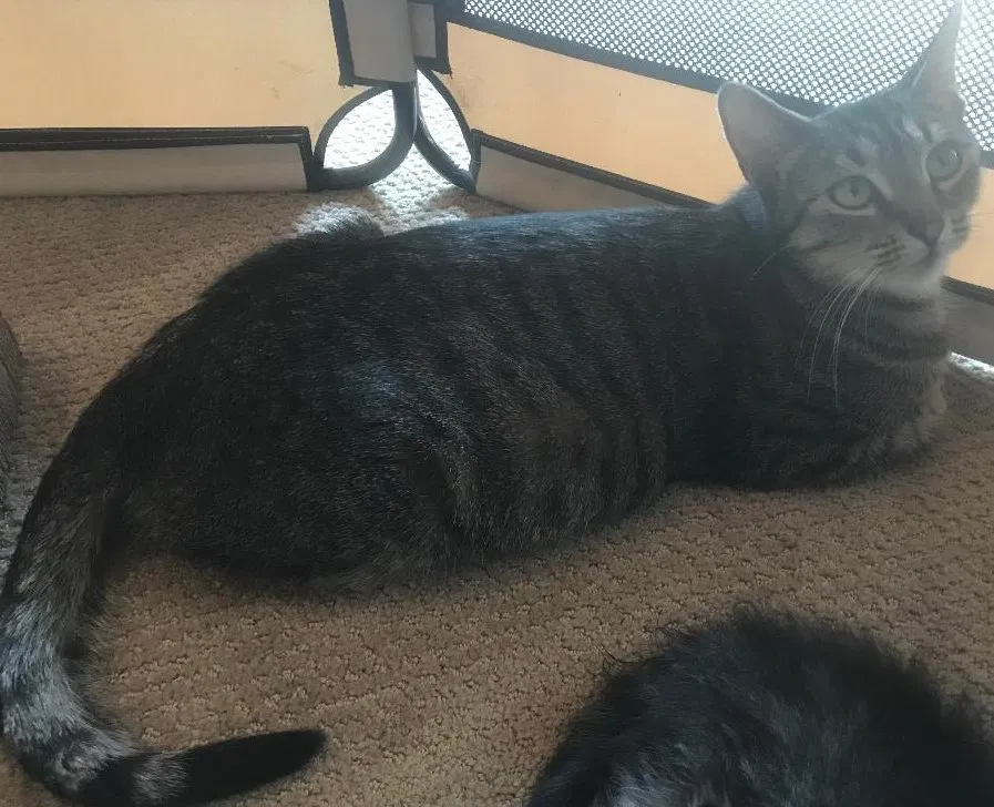 Found cat in San Diego, CA, 92120