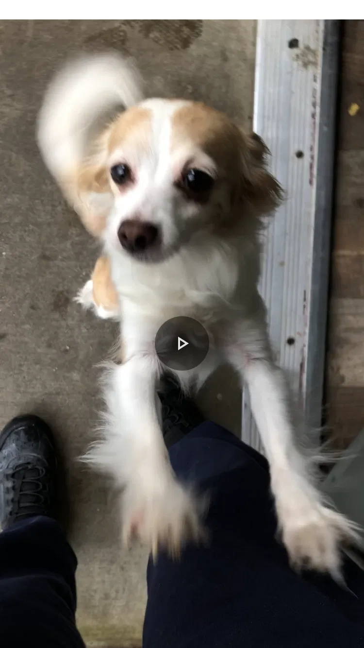 Lost dog in Sacramento, CA, 95823