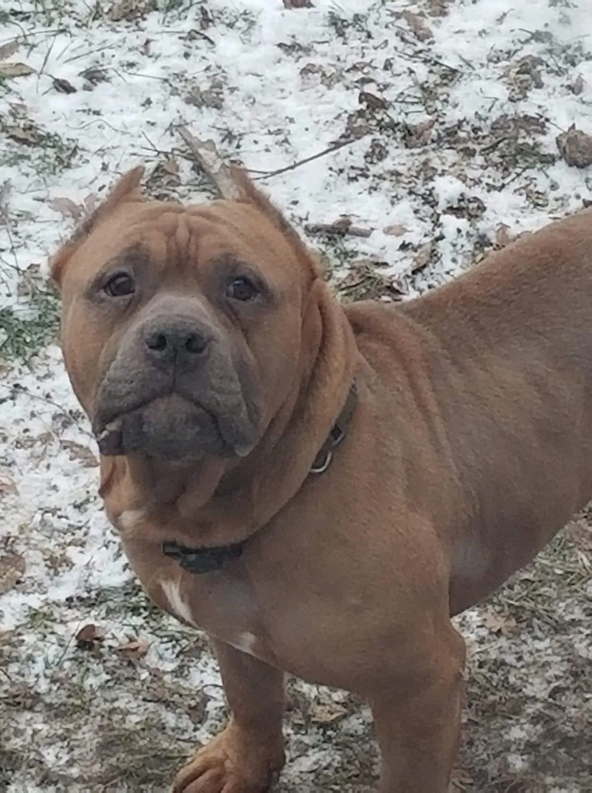 Lost dog in Saginaw, MI, 48601