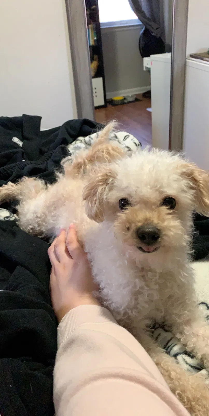 Lost dog in Olathe, KS, 66061