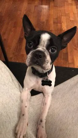 Lost dog in Wilmington, NC, 28403