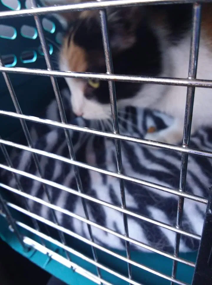 Found cat in Akron, OH, 44311