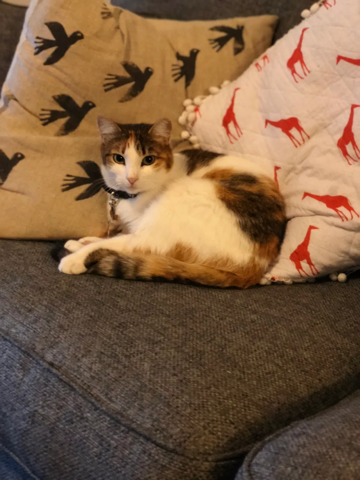 Lost cat in New Braunfels, TX, 78132