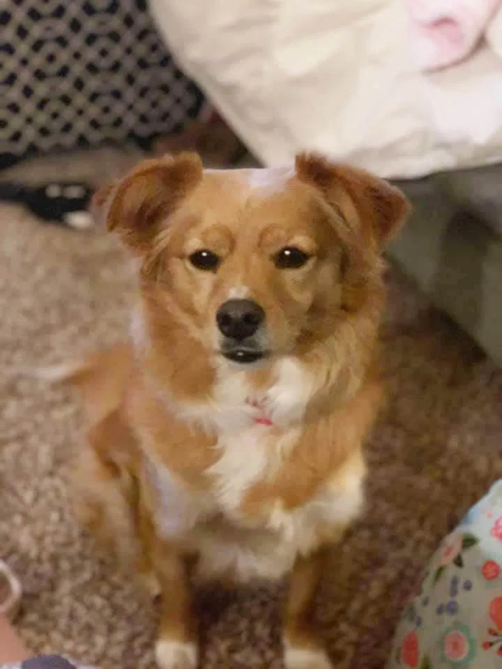 Lost dog in Graham, WA, 98338